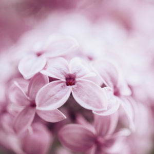 Pink blooming lilac, detail, Syringa Pink blooming lilac, detail, Syringa